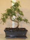 bonsaitr ficus