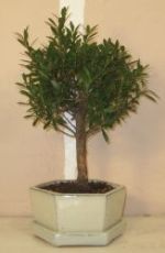 bonsaitr kinesisk myrte syzygium
