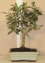 bonsai oliventr olea europea