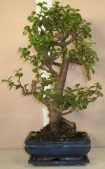 bonsai portulacaria afra