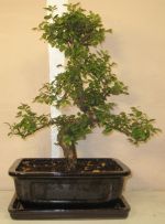 bonsai Sagaretia theezans