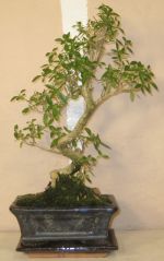bonsaitr serissa