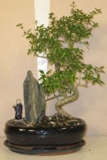 bonsai serissa
