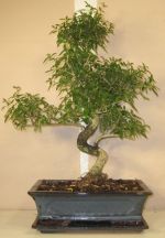 bonsai serissa