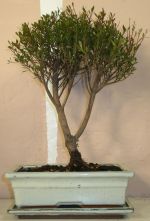 bonsai