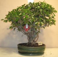 bonsai ficus