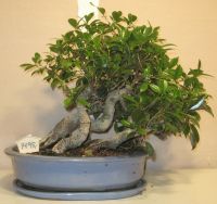 bonsai ficus