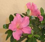 azalea bonsai