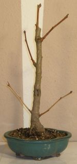 bonsai gingko biloba