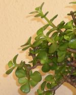 portulacaria afra