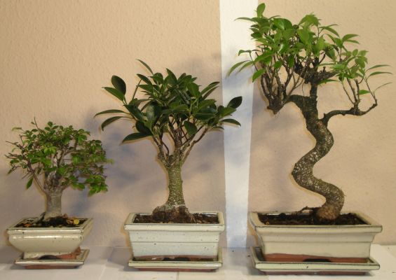 bonsai ficus microcarpa
