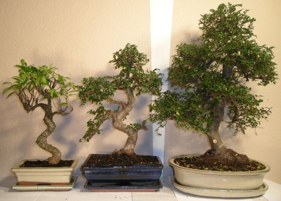 bonsai ficus microcarpa