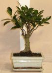 bonsai ficus microcarpa