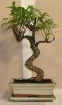 bonsai ficus microcarpa