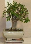 bonsai zelkova serrata