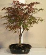 acer palmatum bonsai